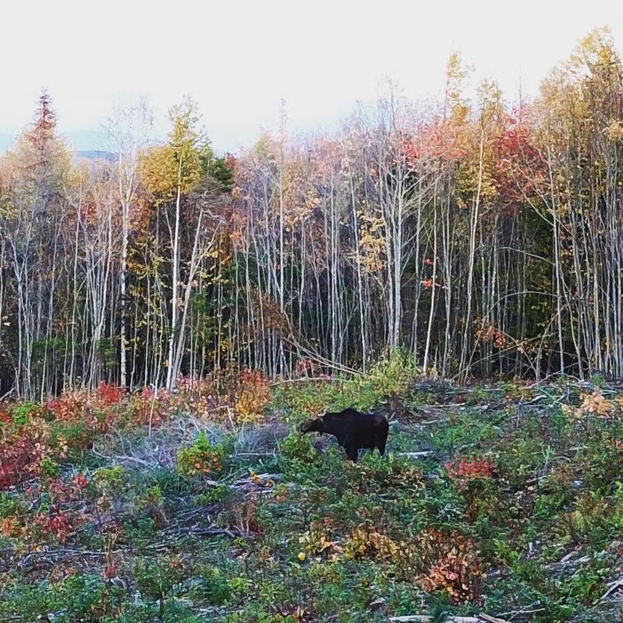 Kineo View Lodge Гринвилл Экстерьер фото